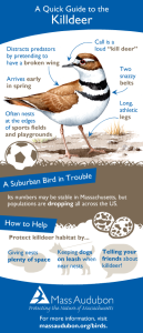 Quick Guide to Killdeer