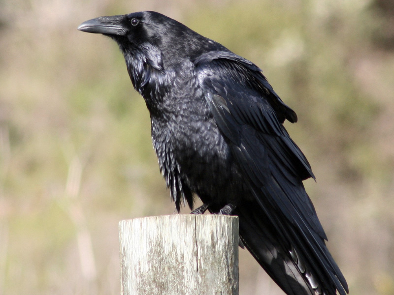 Crows and ravens: Can you spot the difference?