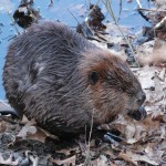 Beaver @ Pleasant Valley_Rene Laubach