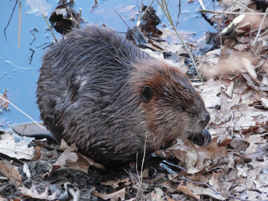 How to Tell a Muskrat from a Beaver Mass Audubon Your Great Outdoors