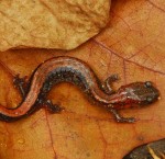 Eastern red-backed salamander by NPS