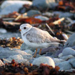 piping_plover_rmosco