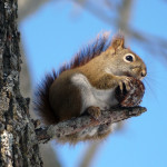 red_squirrel_rmosco