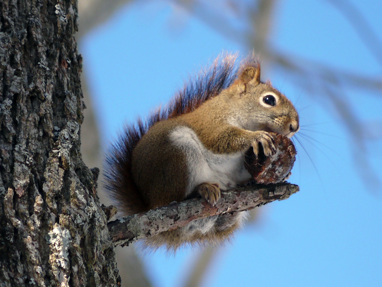 red_squirrel_rmosco