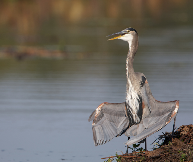copyright John Reilly, 2013 photo contest entry