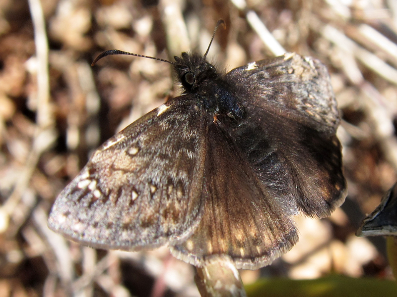 Butterfly or Moth?