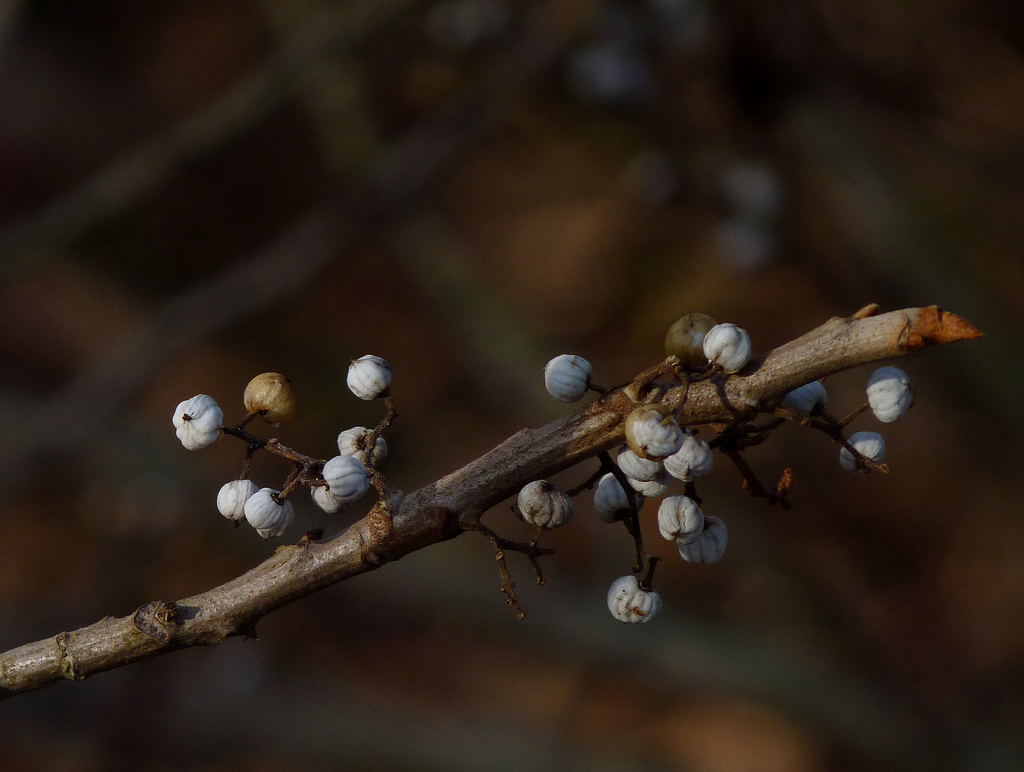 Poison ivy berries. John Beetham, Flickr user Dendroica.