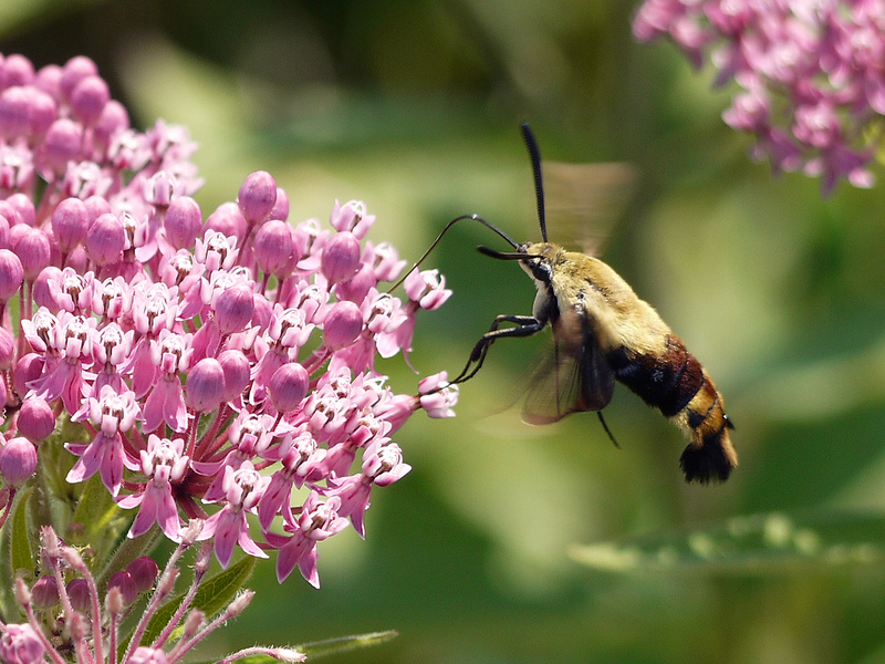 Snowberry clearwing moth