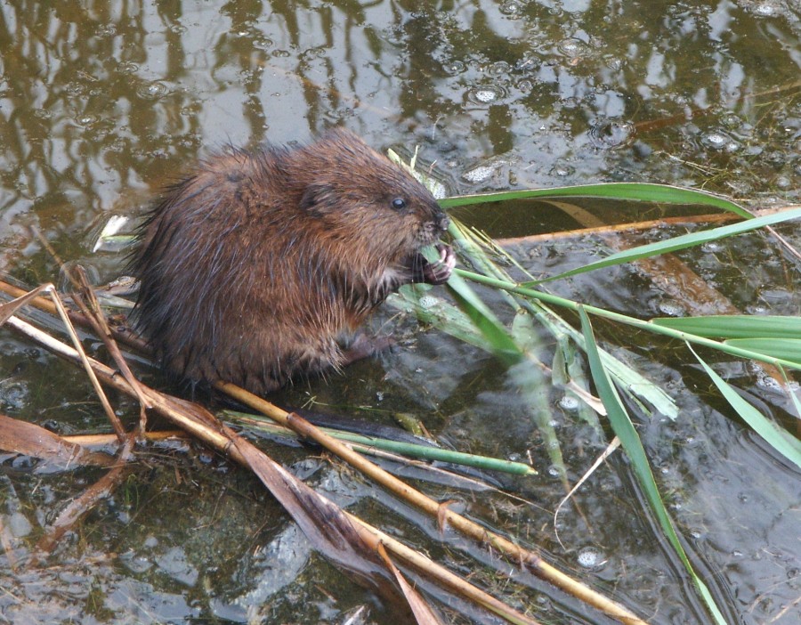 How to Tell a Muskrat from a Beaver Mass Audubon Your Great Outdoors