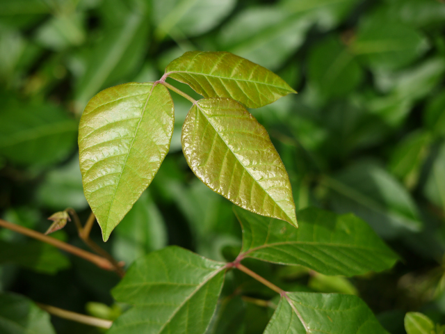 A poison ivy leaf.