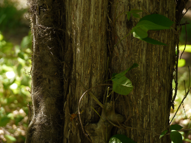 A furry poison ivy vine (at left) climbs a tree.