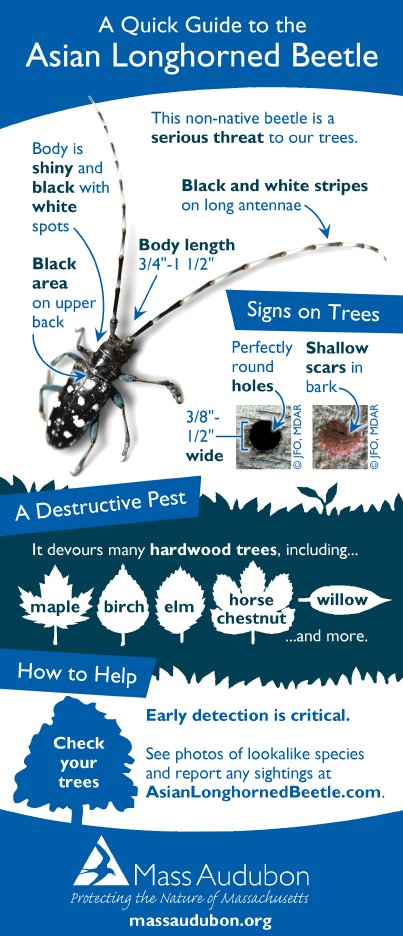Quick Guide to Asian Longhorned Beetles