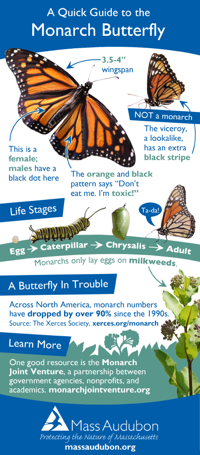 A Quick Guide to Monarchs