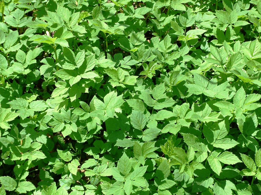 Goutweed leaves