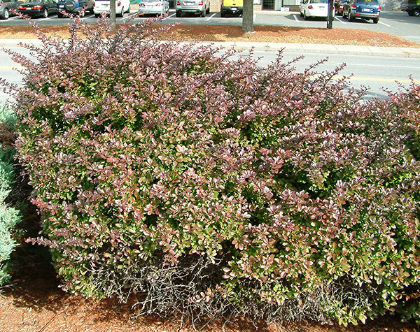 Japanese-barberry-with-purple-foliage-600
