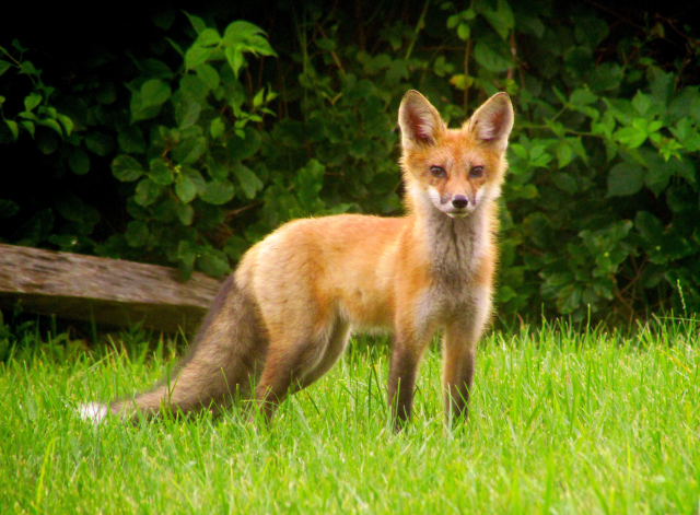 how to stop dog barking at night at foxes