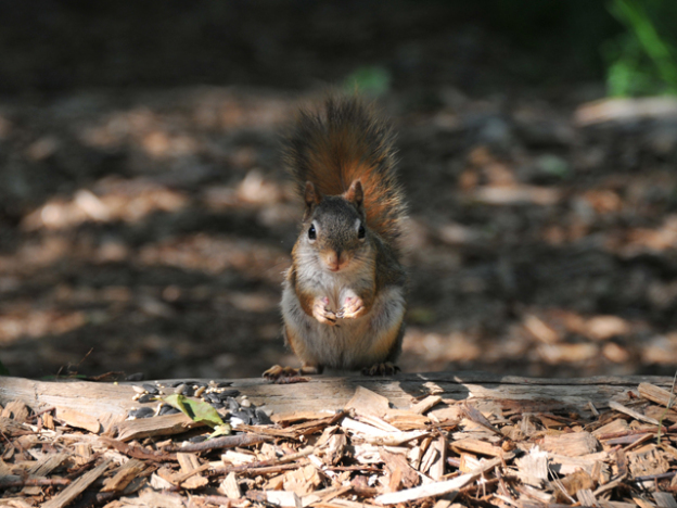 Take 5: Squirrel Shades | Mass Audubon – Your Great Outdoors