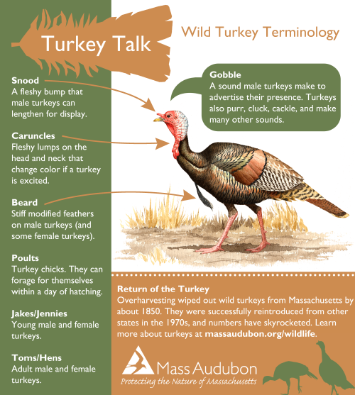 infographic_turkey
