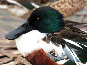 Northern shoveler © Kristin Foresto