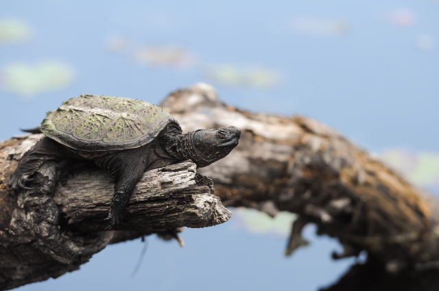 Snapping Turtle from 2012 Photo Contest © Susumu Kishihara
