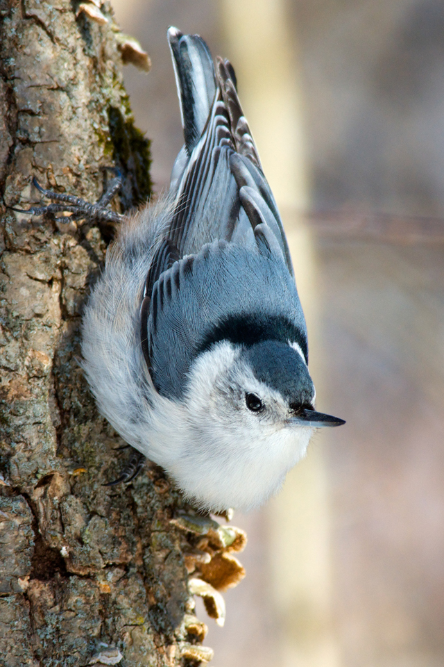 White-breasted nuthatch, copyright Rob Griffith
