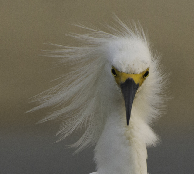 Snowy Egret from 2014 Photo Contest © Doug Lyon