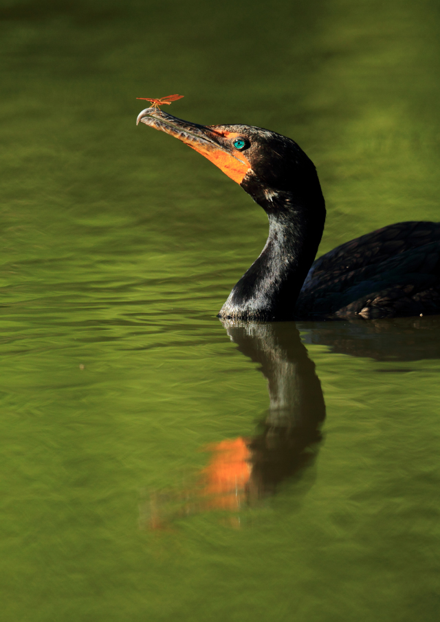 Cormorant and Dragonfly from 2010 Photo Contest © Phil Sorrentino