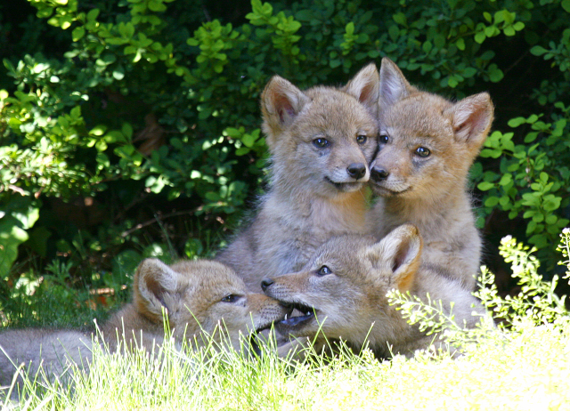 Coyote pups from 2013 Photo Contest © John Harrison