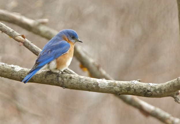 Take 5: Bluebirds in Winter | Mass Audubon – Your Great Outdoors