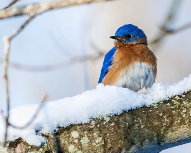 Take 5: Bluebirds in Winter | Mass Audubon – Your Great Outdoors