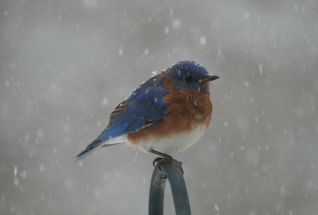 Take 5: Bluebirds in Winter | Mass Audubon – Your Great Outdoors