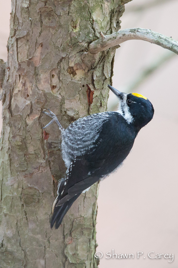The black-backed woodpecker. Click the photograph to see Shawn Carey's video of the bird.