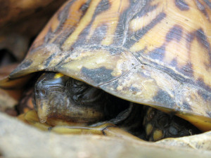 Eastern box turtle