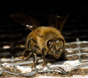 European honeybee (Apis mellifera) by Flickr user e_monk