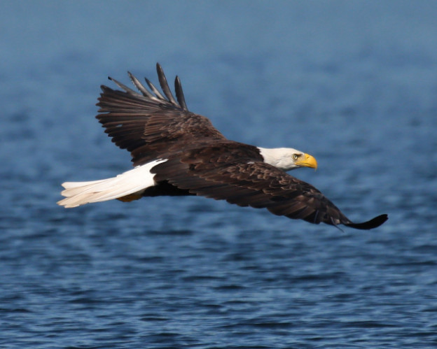 Take 5: The Bald and the Beautiful | Mass Audubon – Your Great Outdoors