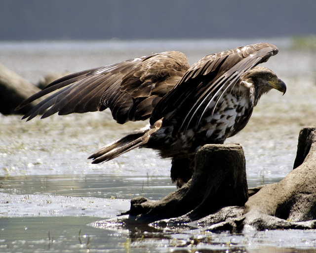 Immature bald eagle 2012 Photo Contest Entry © Robert Des Rosiers