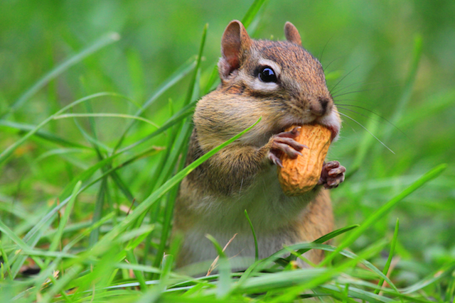 Take 5: Chipper Chipmunks | Mass Audubon – Your Great Outdoors