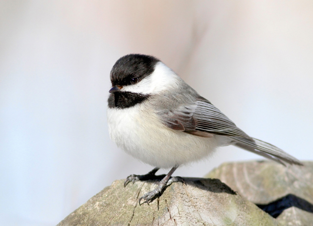 Black-capped chickadee © Kim Caruso