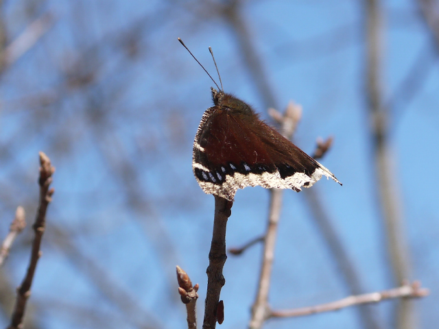 Mourning cloak © Rosemary Mosco