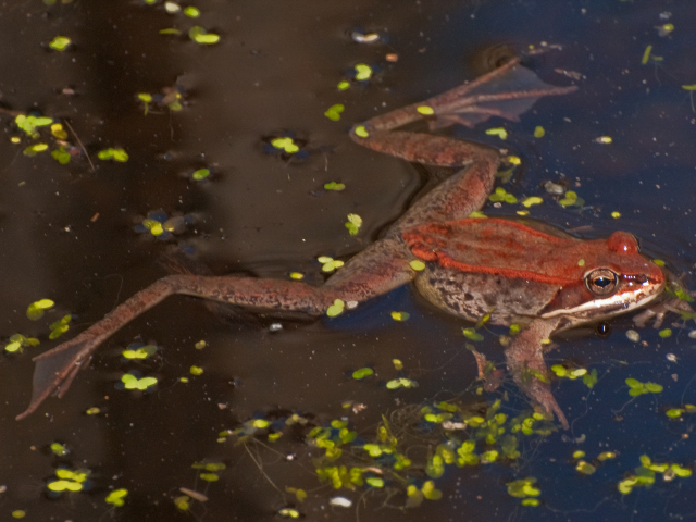 Wood frog © Joy Marzolf