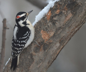 Hairy woodpecker by Jenny Pansing, CC BY-NC-SA 2.0