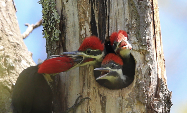 Pileated Nest ©  Jim Renault