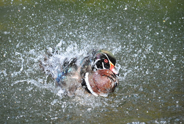 Wood duck, 2010 Photo Contest Entry © Michael Onyon