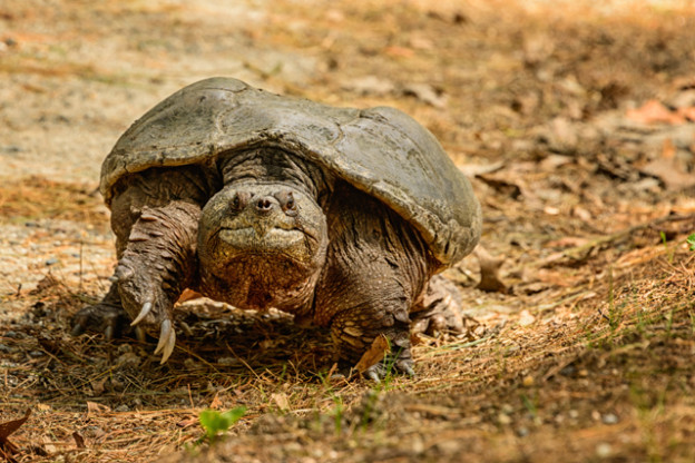 Take 5: Stupendous Snapping Turtles | Mass Audubon – Your Great Outdoors