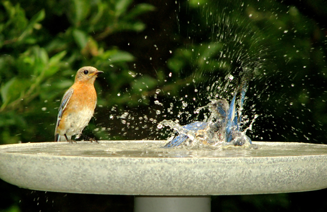Eastern bluebird, 2010 Photo Contest Entry © Suzanne Niles