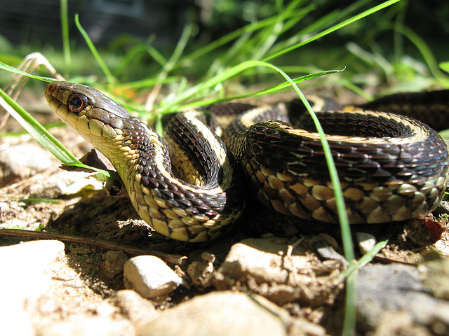 Eastern Garter Snake © Rosemary Mosco / Mass Audubon