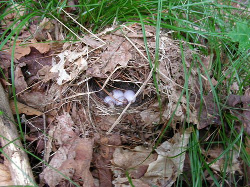 Ovenbird nest CC BY-NC 2.0 Kent McFarland