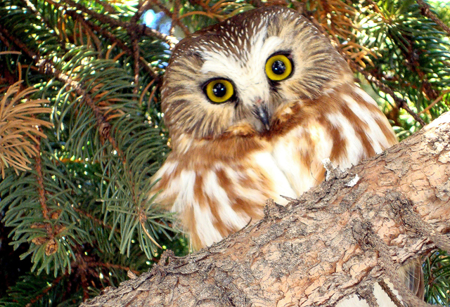 Saw-whet owl ©  Jennifer Johnston