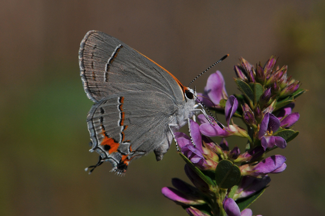 Gray Hairstreak, 2013 Photo Contest Entry © Gregory Dysart
