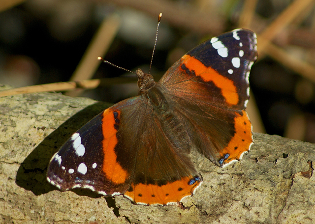 Red Admiral, 2012 Photo Contest Entry © William Powell